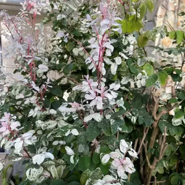 thumbnail for publication: Breynia disticha: Snowbush, Hawaiian Snowbush, Snow-on the-Mountain